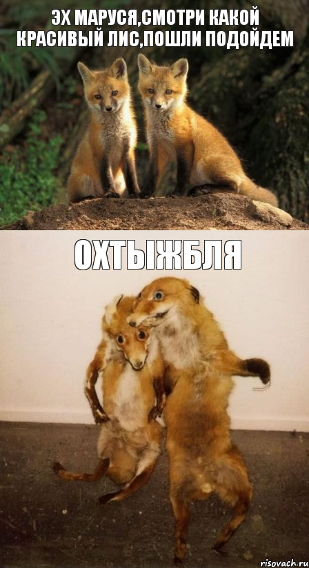 Эх Маруся,смотри какой красивый лис,пошли подойдем ОХТЫЖБЛЯ, Комикс Лисицы