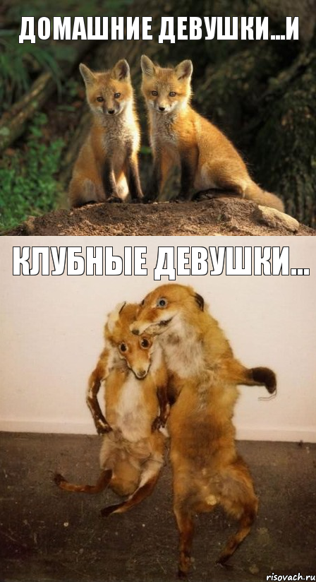 Домашние девушки...и Клубные девушки..., Комикс Лисицы