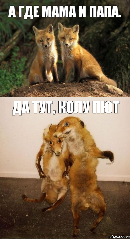 а где мама и папа. да тут, Колу пют, Комикс Лисицы