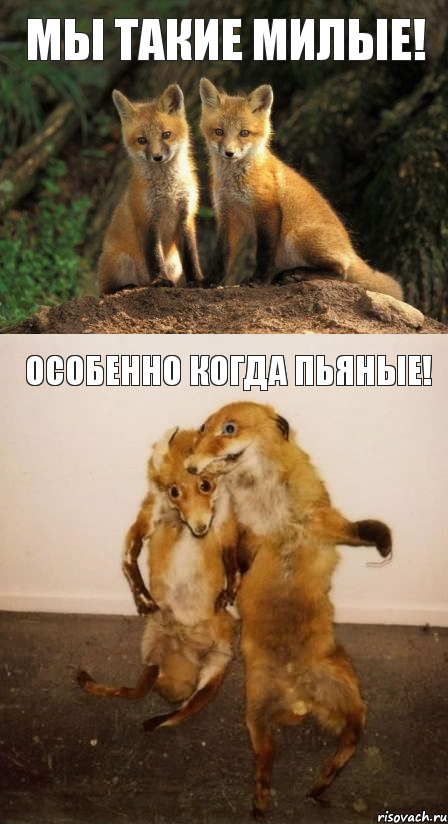 Мы такие милые! Особенно когда пьяные!, Комикс Лисицы