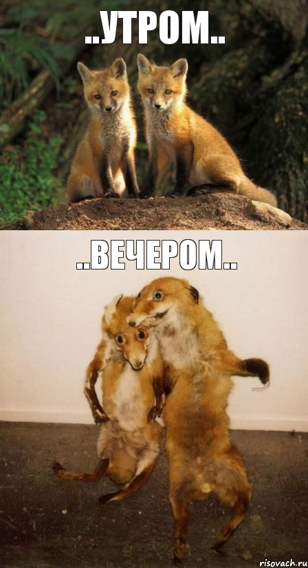 ..утром.. ..вечером.., Комикс Лисицы