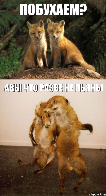 побухаем? авы что разве не пьяны, Комикс Лисицы