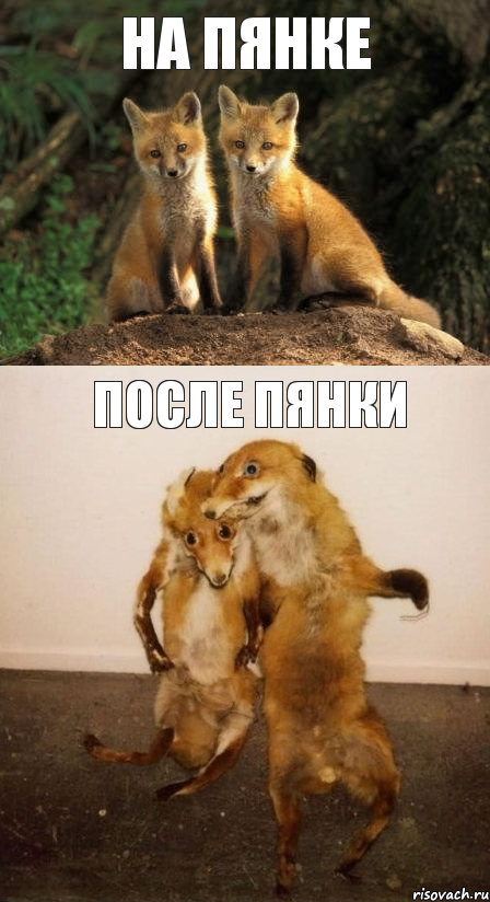 на пянке после пянки, Комикс Лисицы