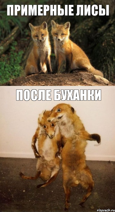 примерные лисы после буханки, Комикс Лисицы
