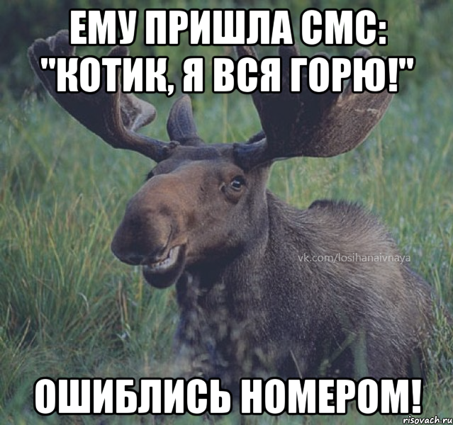 Ему пришла смс: "Котик, я вся горю!" Ошиблись номером!