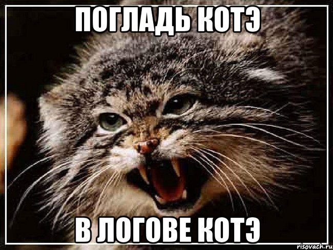 Погладь котэ В логове котэ