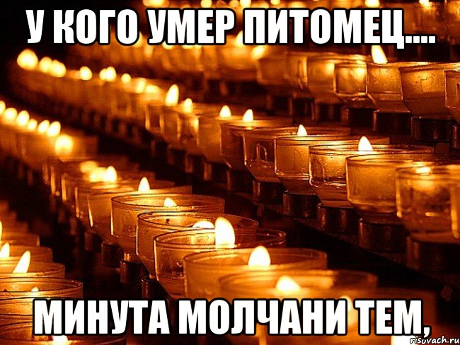 У кого умер питомец.... Минута молчани тем,, Мем Минута молчания