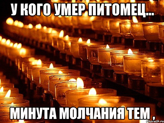 У кого умер питомец... Минута молчания тем ,, Мем Минута молчания