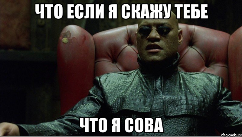 Что если я скажу тебе что я сова