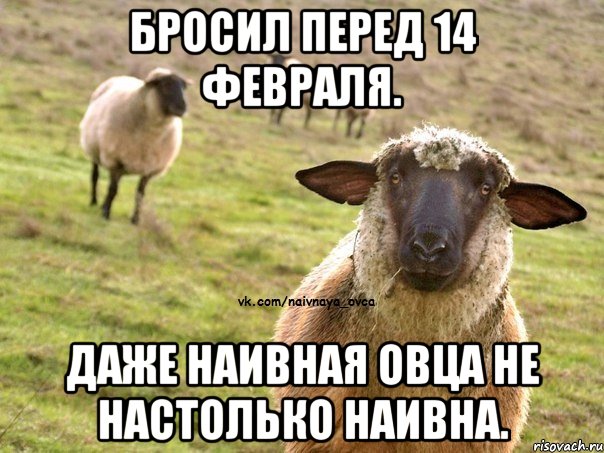 Бросил перед 14 февраля. Даже Наивная Овца не настолько наивна., Мем  Наивная Овца