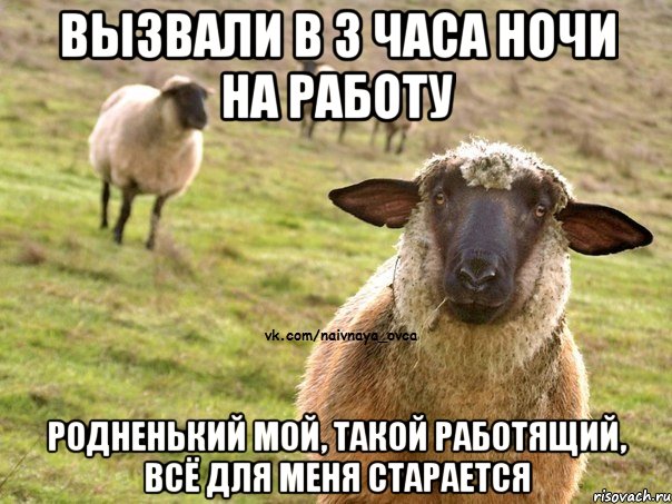 Вызвали в 3 часа ночи на работу Родненький мой, такой работящий, всё для меня старается, Мем  Наивная Овца