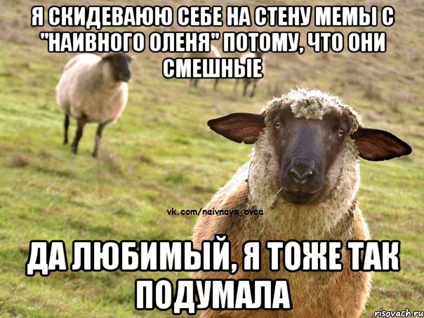 Я скидеваюю себе на стену мемы с "Наивного Оленя" потому, что они смешные Да любимый, я тоже так подумала, Мем  Наивная Овца