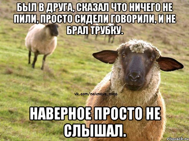 Был в друга, сказал что ничего не пили, просто сидели говорили, и не брал трубку. Наверное просто не слышал., Мем  Наивная Овца