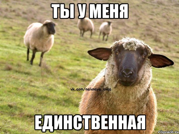 Ты у меня единственная, Мем  Наивная Овца