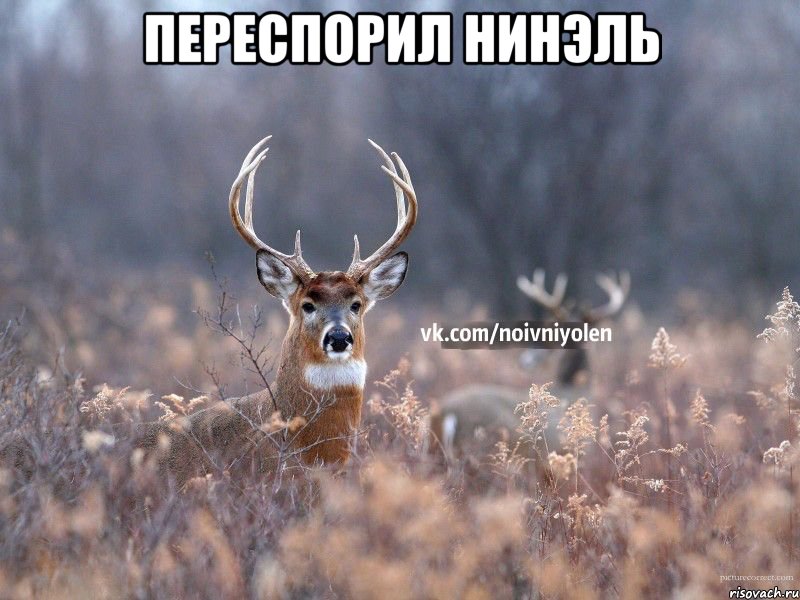 Переспорил нинэль 