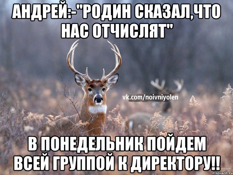 АНДРЕЙ:-"Родин сказал,что нас отчислят" В понедельник пойдем всей группой к директору!!, Мем Наивный Олень vk