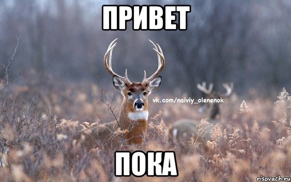 Привет Пока