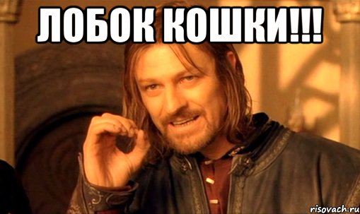 лобок кошки!!! 