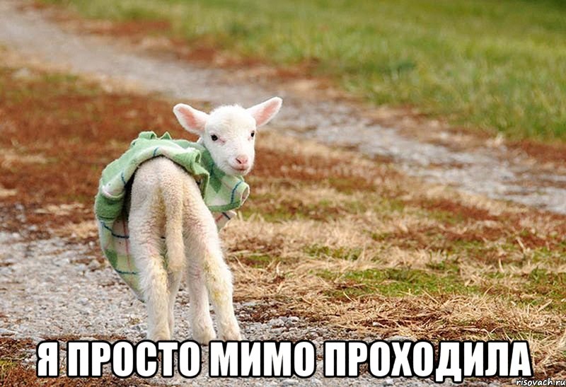 Я просто мимо проходила, Мем Невинная овечка - Рисовач .Ру