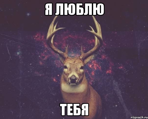 я люблю тебя