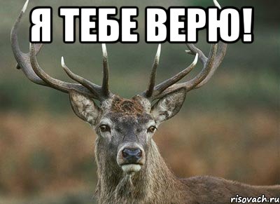 Я ТЕБЕ ВЕРЮ! 