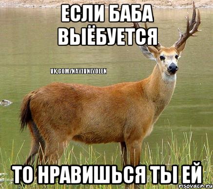 Если баба выёбуется то нравишься ты ей, Мем Олень