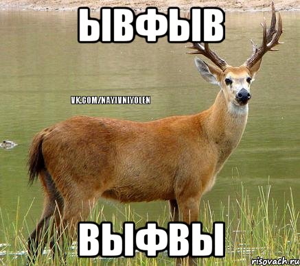 ывфыв выфвы, Мем Олень