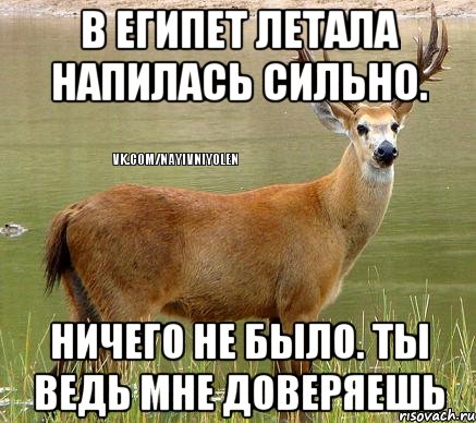 В Египет летала напилась сильно. Ничего не было. Ты ведь мне доверяешь, Мем Олень