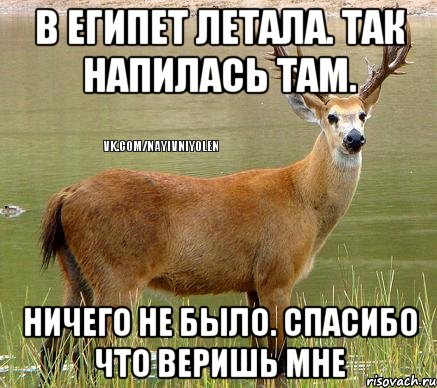 В ЕГИПЕТ ЛЕТАЛА. Так НАПИЛАСЬ ТАМ. НИЧЕГО НЕ БЫЛО. Спасибо что веришь мне, Мем Олень