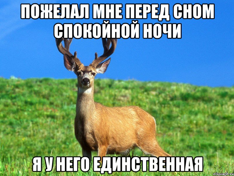 Пожелал мне перед сном спокойной ночи я у него единственная