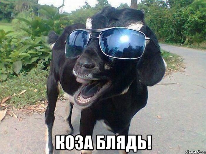  коза блядь!