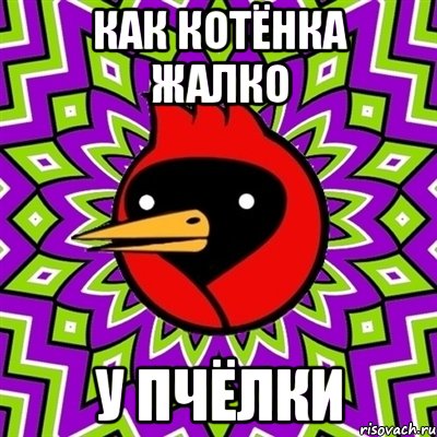 КАК КОТЁНКА ЖАЛКО У ПЧЁЛКИ, Мем Омская птица
