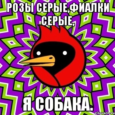 Розы серые,фиалки серые, Я собака., Мем Омская птица