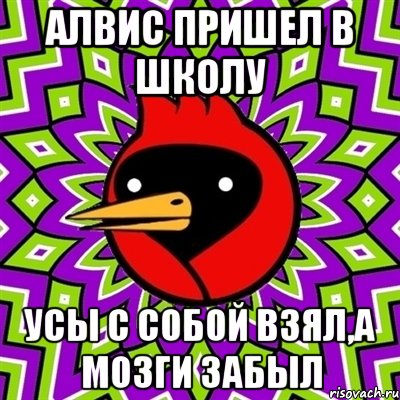 Алвис пришел в школу усы с собой взял,а мозги забыл, Мем Омская птица