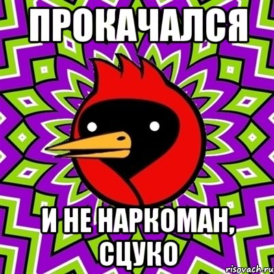 прокачался и не наркоман, сцуко, Мем Омская птица