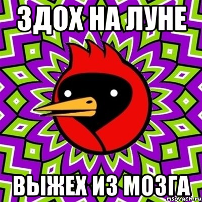 здох на луне выжех из мозга, Мем Омская птица