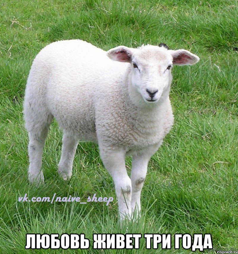  любовь живет три года
