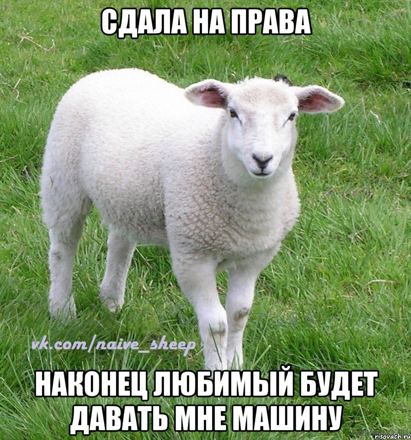 сдала на права наконец любимый будет давать мне машину