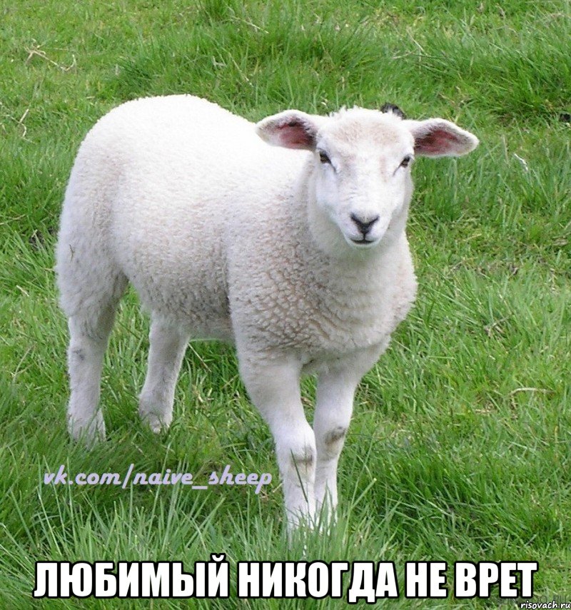  любимый никогда не врет