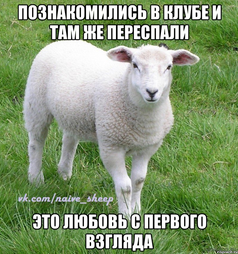познакомились в клубе и там же переспали это любовь с первого взгляда, Мем Овца Наивная