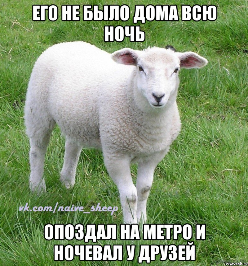 его не было дома всю ночь опоздал на метро и ночевал у друзей, Мем Овца Наивная
