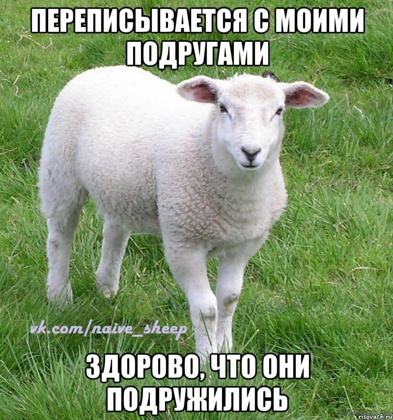 переписывается с моими подругами здорово, что они подружились, Мем Овца Наивная