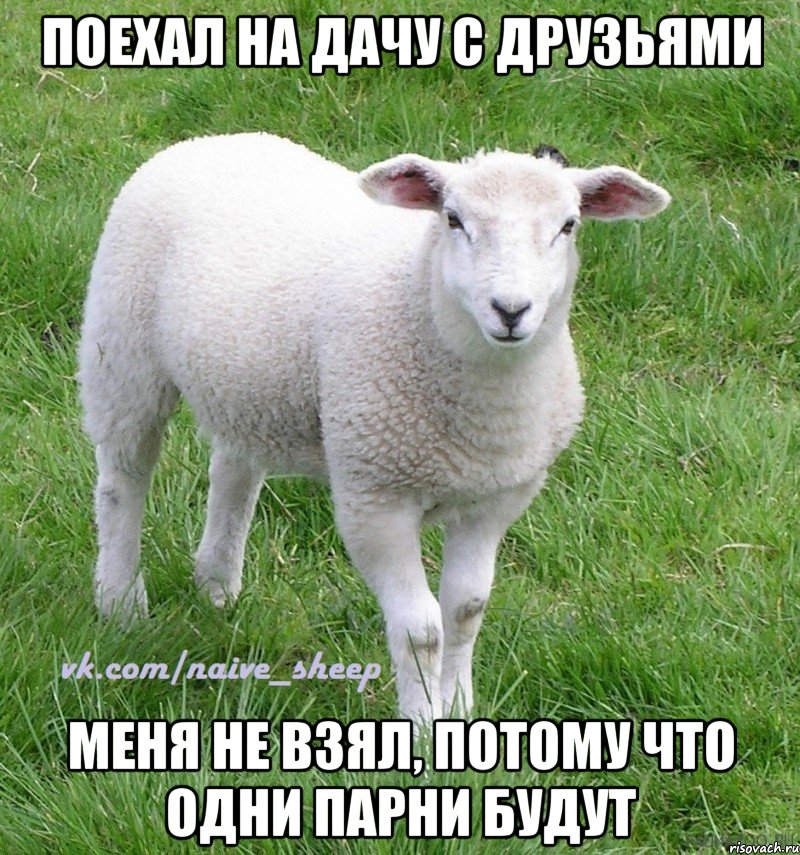 поехал на дачу с друзьями меня не взял, потому что одни парни будут, Мем Овца Наивная