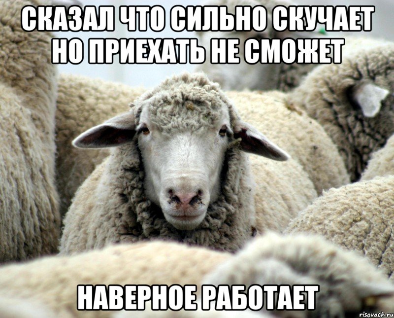 Сказал что сильно скучает но приехать не сможет наверное работает, Мем овечка