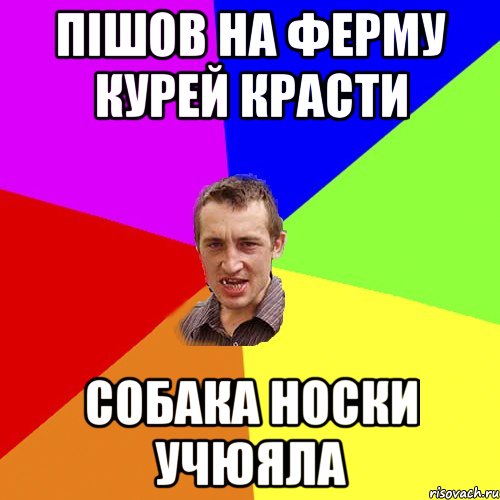 Пішов на ферму курей красти Собака носки учюяла, Мем Чоткий паца