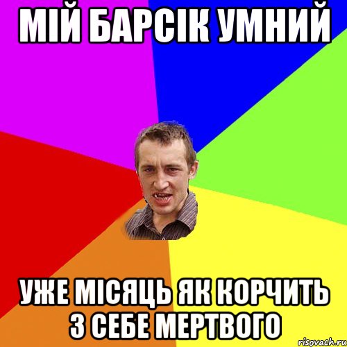 Мій Барсік умний Уже місяць як корчить з себе мертвого, Мем Чоткий паца