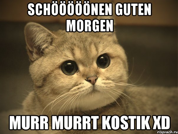 Schööööönen guten morgen Murr murrt kostik XD, Мем Пидрила ебаная котик