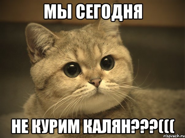 МЫ СЕГОДНЯ НЕ КУРИМ КАЛЯН???(((, Мем Пидрила ебаная котик