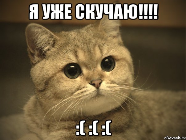 Я уже скучаю!!!! :( :( :(, Мем Пидрила ебаная котик