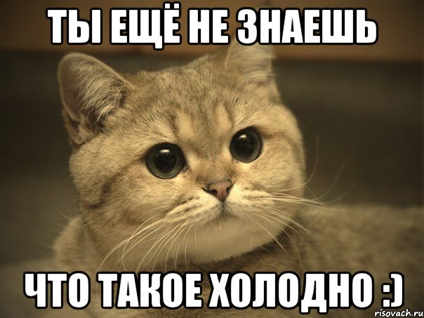 ты ещё не знаешь что такое холодно :), Мем Пидрила ебаная котик